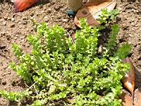 Gaillet croisette, Galium cruciata (3) (Photo F. Mrugala)